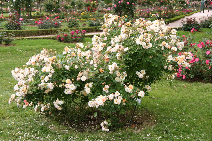 Ghislaine_de_Feligonde