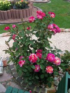 Maurice Utrillo - Trandafirii mei