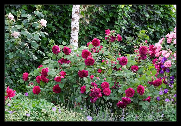 munstead wood - Trandafirii mei