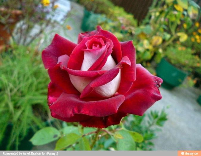 osiria nu - Trandafirii mei