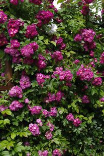 perennialbluea - Trandafirii mei