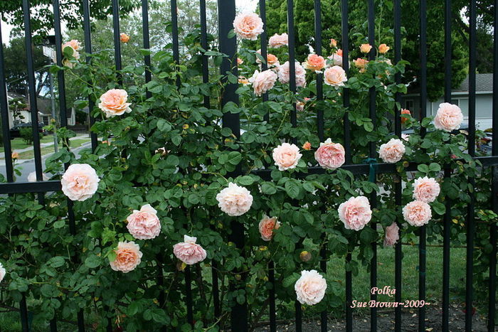 polka - Trandafirii mei