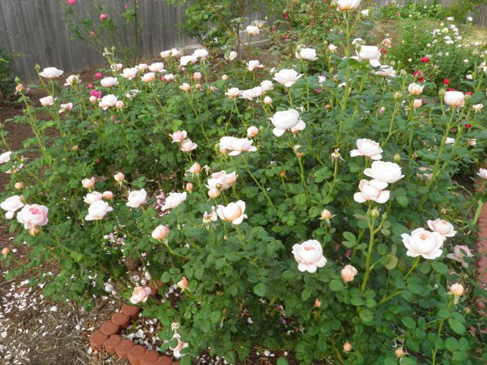 queen of sweeden - Trandafirii mei