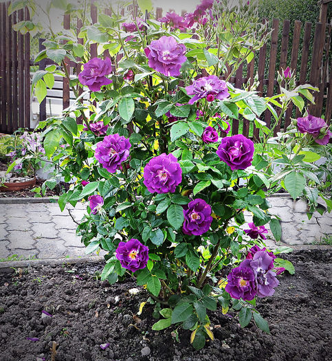 rapsody in blue - Trandafirii mei