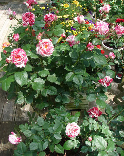 Scentimental - Trandafirii mei