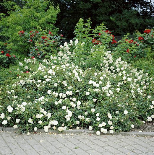 snow_ballet  nu - Trandafirii mei