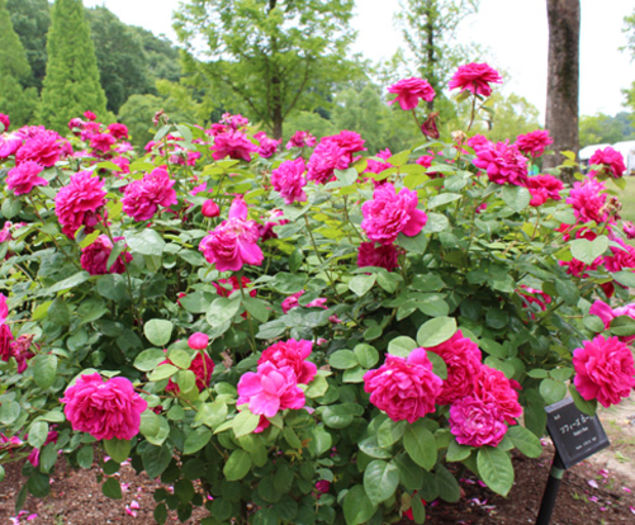 Sophys-Rose  nu - Trandafirii mei