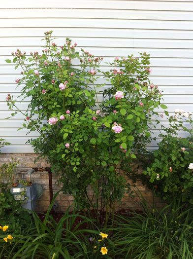 spirit of freedom - Trandafirii mei