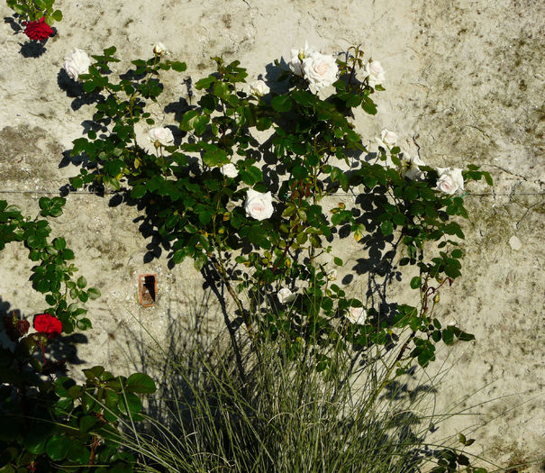 swan lake - Trandafirii mei