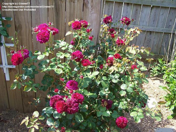 tradescant - Trandafirii mei