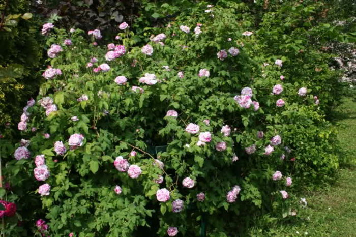 variegata di bologna