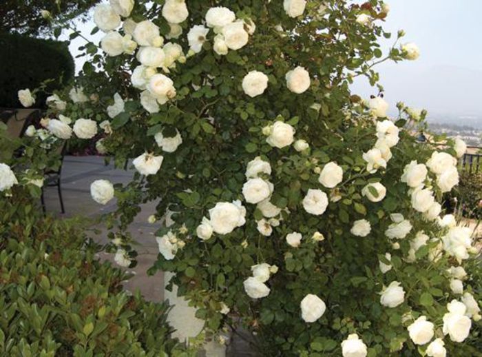 white_eden - Trandafirii mei