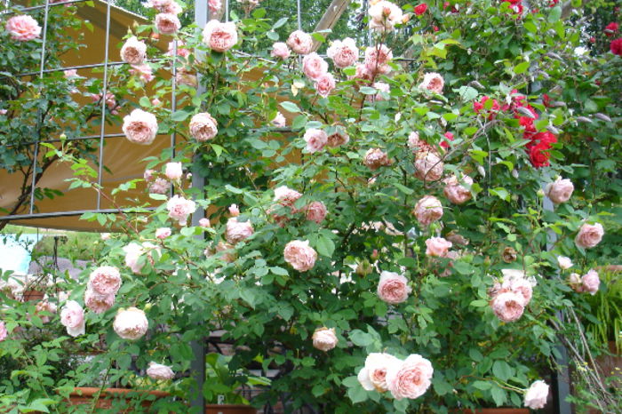 William morris- - Trandafirii mei