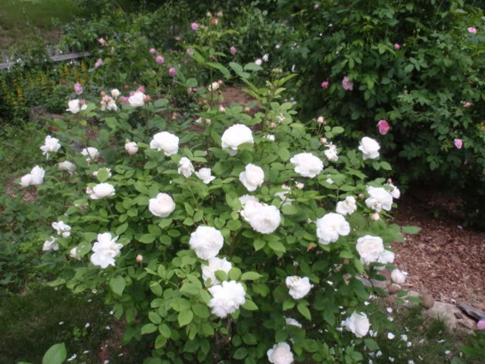 winchester cathedral - Trandafirii mei