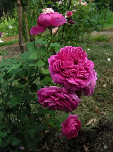 YoungLycidas - Trandafirii mei