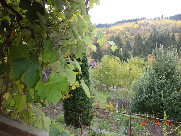 Struguri si molizi de Toplita