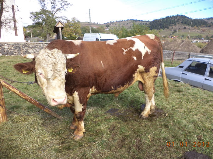 Taurul de trei ani-pp