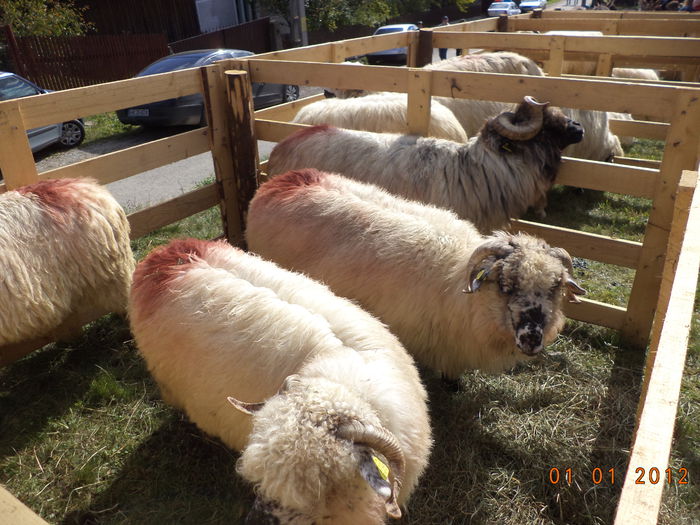 Toate sant frumoase-7