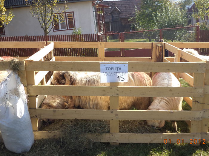 Turcane deosebite - EXPOZITIA ANIMALE SARMAS HARGHITA 2015