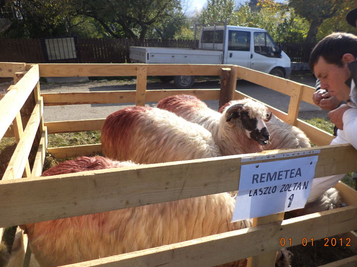 Turcane mari-2 - EXPOZITIA ANIMALE SARMAS HARGHITA 2015