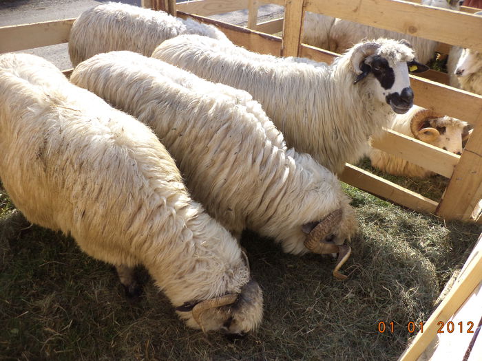 Turcane oachese - EXPOZITIA ANIMALE SARMAS HARGHITA 2015