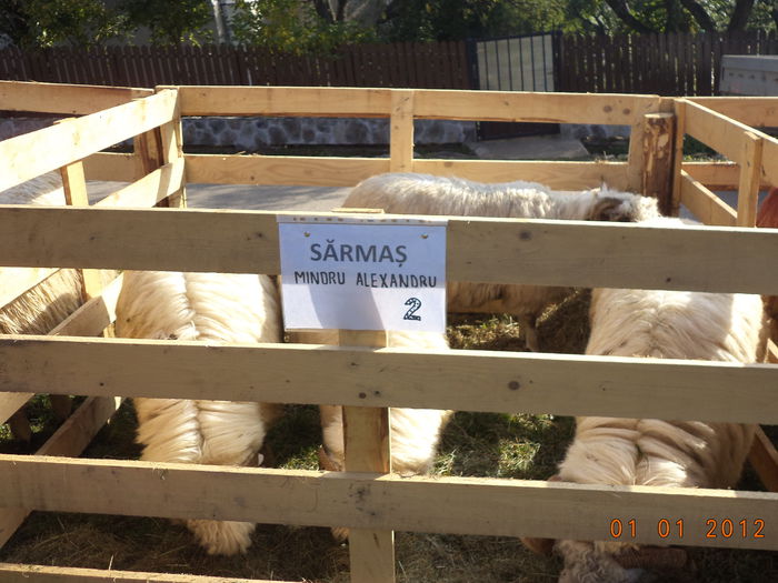 Turcane-1 - EXPOZITIA ANIMALE SARMAS HARGHITA 2015