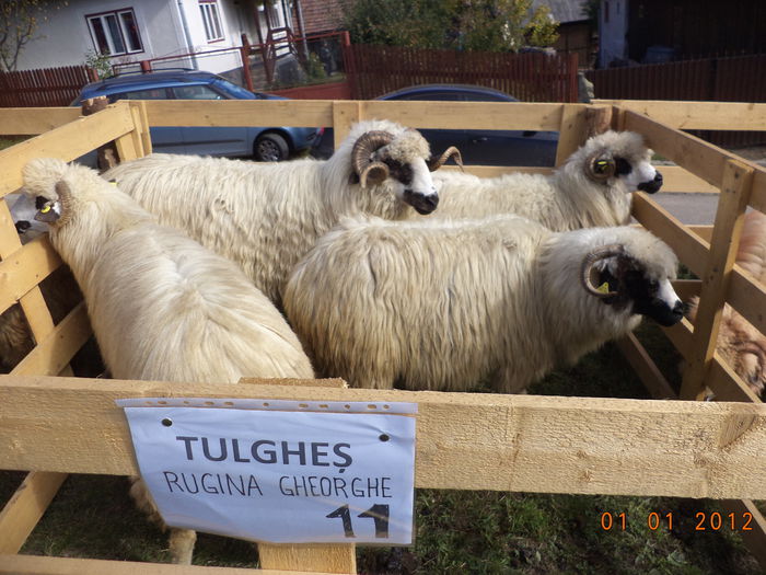 Turcanele din Tulghes - EXPOZITIA ANIMALE SARMAS HARGHITA 2015