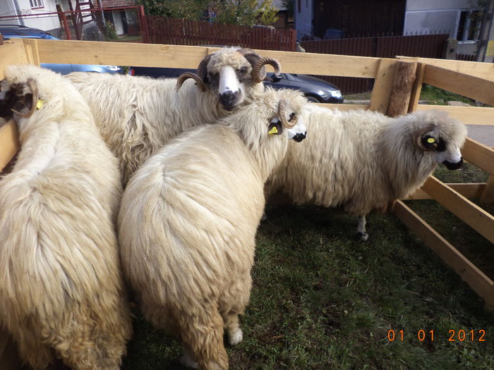 Turcanele-333 - EXPOZITIA ANIMALE SARMAS HARGHITA 2015