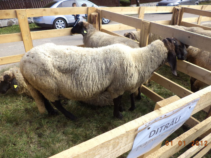 Un gospodar din Ditrau - EXPOZITIA ANIMALE SARMAS HARGHITA 2015