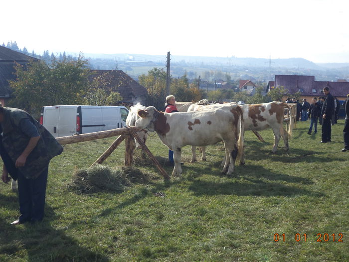 Vacile la Expozitie - EXPOZITIA ANIMALE SARMAS HARGHITA 2015