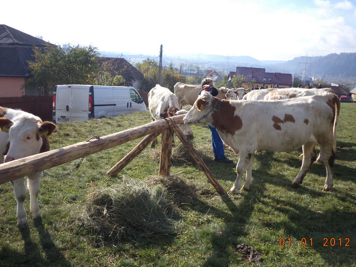 Vacutele la bara - EXPOZITIA ANIMALE SARMAS HARGHITA 2015
