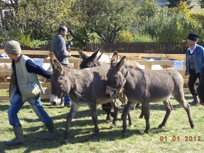 Vin si magarusii - EXPOZITIA ANIMALE SARMAS HARGHITA 2015
