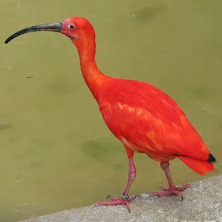 Ibis