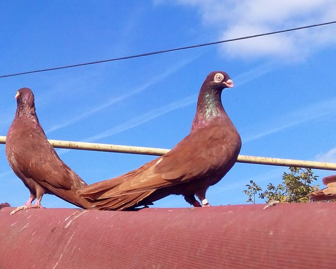 IMG_20151018_132927-1