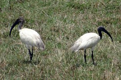 black-headed-ibis-344057__180