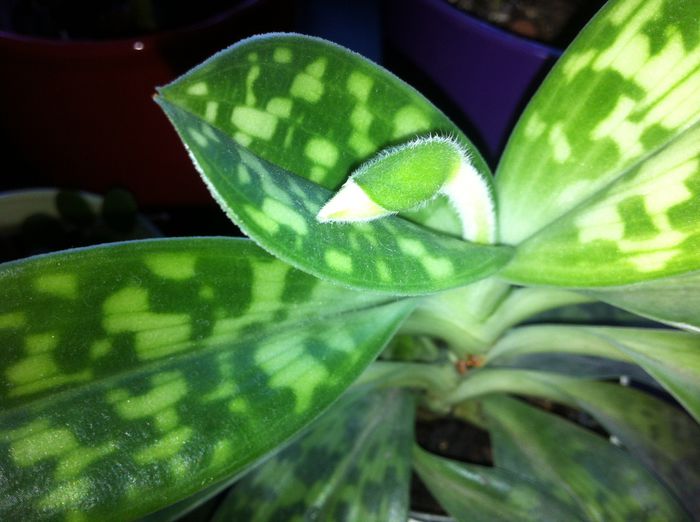 Surpriza !!!! - Orhidee