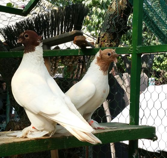 per.2014 dnu.Nicusor.(Focsani jud.Vrancea)