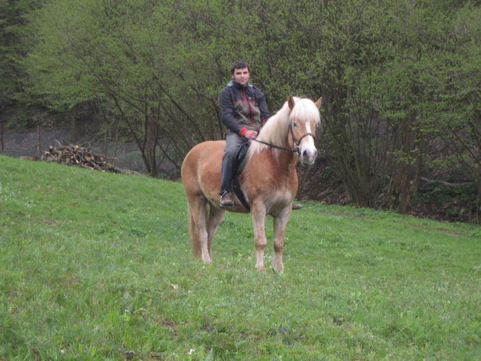 ADALON 4 ANI RASA HAFLINGER - SCOALA DE CALARIE VALEA CLADOVEI