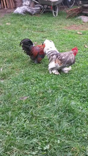 20151021_152952 - Pitice