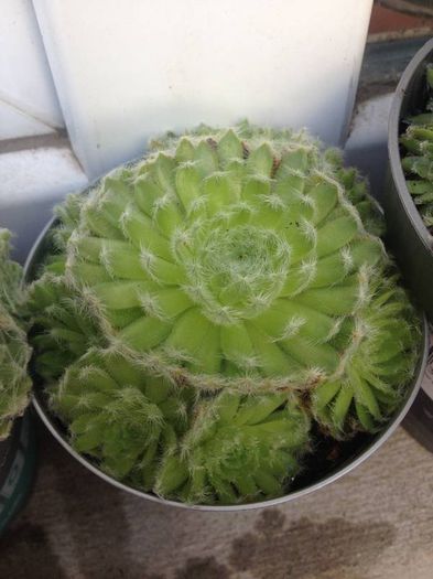 sempervivum - SUCULENTE