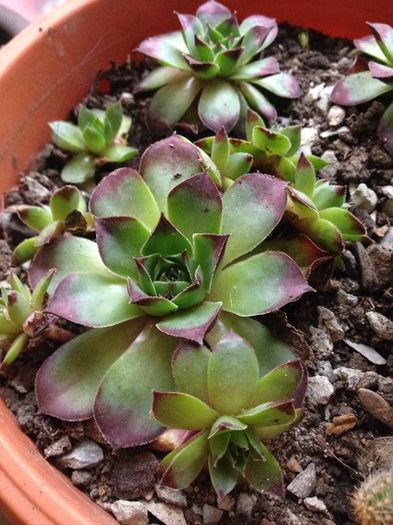 sempervivum - SUCULENTE