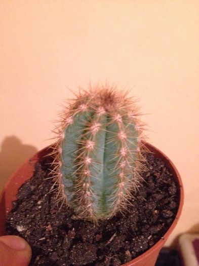 CACTUS