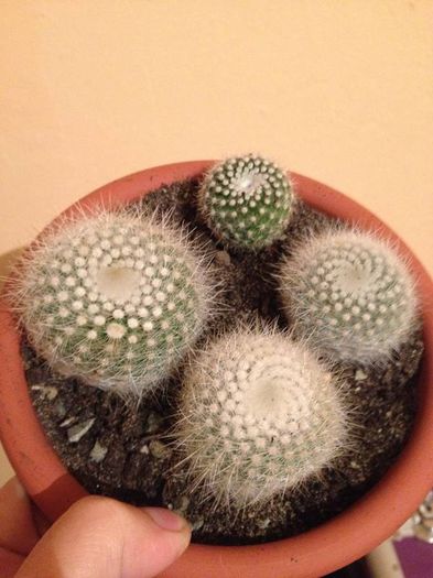 rebutia muscula