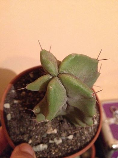 stenocereus - CACTUSI rog identificare