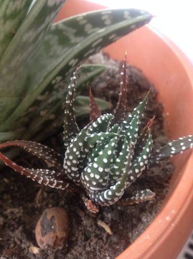 haworthia superfasciata