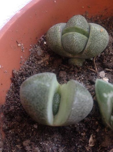 pleiospilos nelli