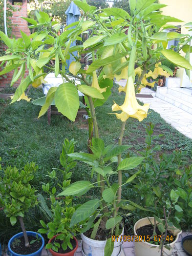Picture 4433 - 3 BRUGMANSIA