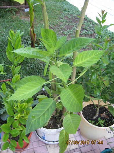 Picture 4432 - 3 BRUGMANSIA