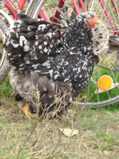 DSC06797 - 2015 Tineret