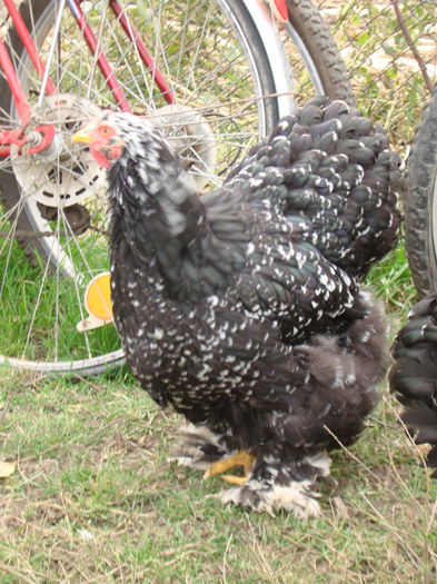 DSC06802 - 2015 Tineret
